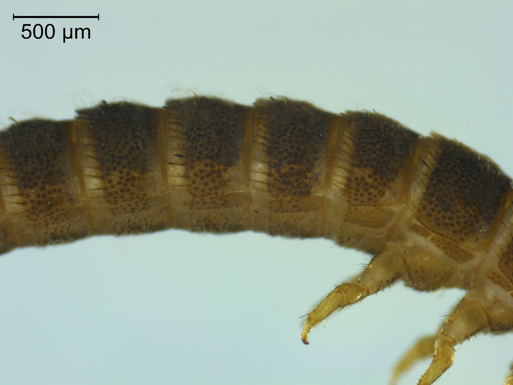 Macronychus quadrituberculatus